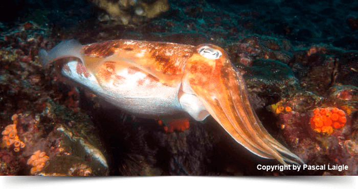 south_east_asia_dreams_gallery_diva-andaman-thailand-myanmar-10-days-cruise-cuttlefish_1425281512.3171